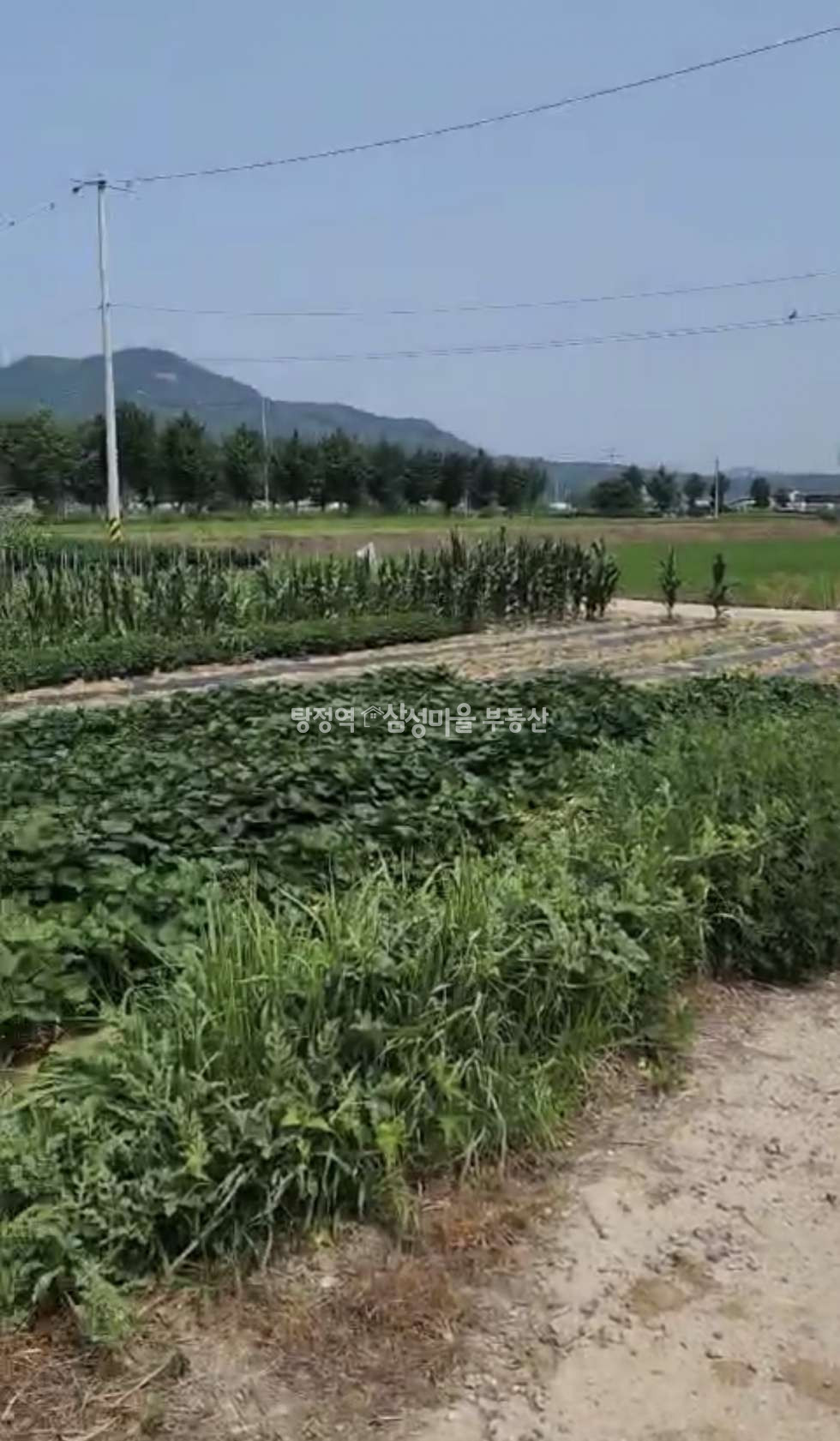 충남 아산시 송악면 역촌리 286-2 역촌리 구거 접한 농지(1116평) 매매 매매 매물번호 10101 사진 2